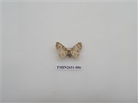 藏品(尺蛾180)的圖片